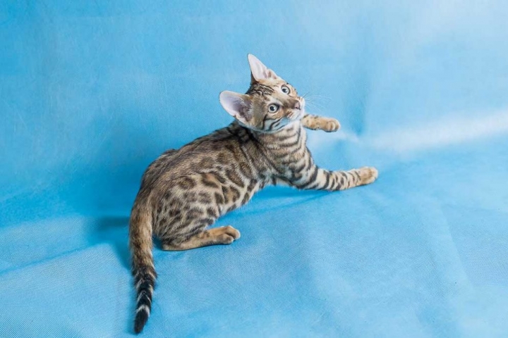 Picado
Le quita peso visual al objeto o sujeto fotografiado. La cámara está orientada ligeramente hacia el suelo y levemente por encima del sujeto u objeto. De esta manera, este será percibido más pequeño. Esto hace que transmita una imagen de inferioridad o desvalía que aumenta la profundidad de la foto.

En la fotografía de paisajes, se reduce la presencia del fondo; en fotografía urbana, el ángulo picado es el mejor cuando se trata de autos y gente en movimiento.